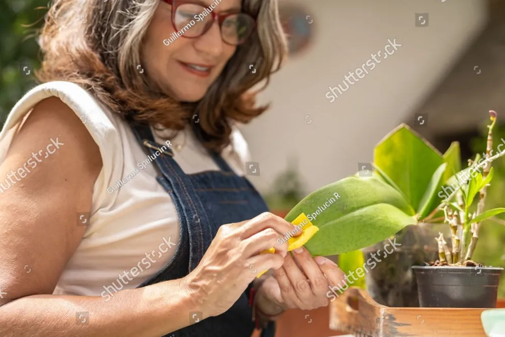 A woman in an apron tending the leaves of a potted plant