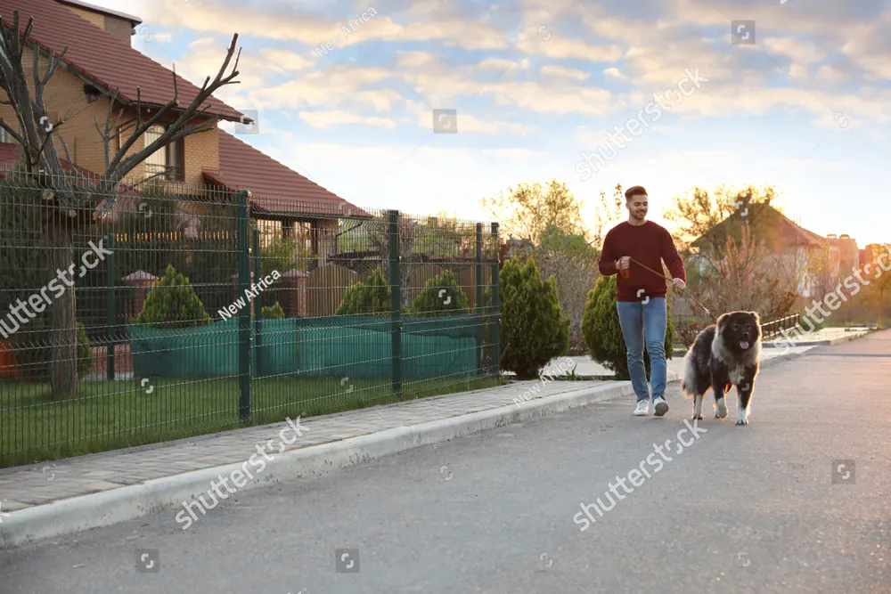A man walking his dog down a quiet street at sunset